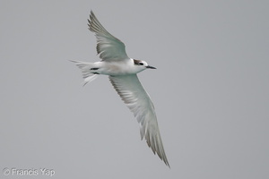 Aleutian Tern-201018-120MSDCF-FYP03705-W.jpg