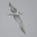 Aleutian Tern-201018-120MSDCF-FYP03705-W.jpg
