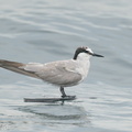 Aleutian Tern-201018-120MSDCF-FYP05778-W.jpg