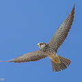 Amur Falcon-211201-130MSDCF-FRY06074-W.jpg