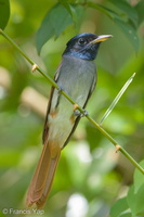 Amur Paradise Flycatcher-161012-105EOS1D-F1X22924-W.jpg