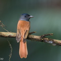 Amur Paradise Flycatcher-241005-246MSDCF-FYP05513-W.jpg