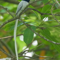 Amur Paradise Flycatcher-250406-102FRYAP-FYA04458-W.jpg