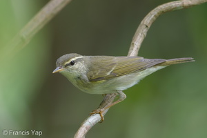 Arctic Warbler-190428-117ND500-FYP_0146-W.jpg