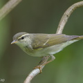 Arctic Warbler-190428-117ND500-FYP_0146-W.jpg