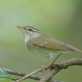 Arctic Warbler-190428-117ND500-FYP_0167-W.jpg