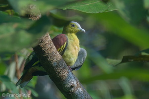 Ashy-headed Green Pigeon-211010-122MSDCF-FRY04748-W.jpg