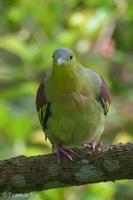 Ashy-headed Green Pigeon-211010-122MSDCF-FRY05257-W.jpg