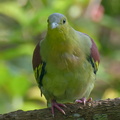 Ashy-headed Green Pigeon-211010-122MSDCF-FRY05257-W.jpg