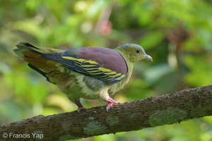 Ashy-headed Green Pigeon-211010-122MSDCF-FRY05405-W.jpg