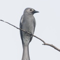 Ashy Drongo-181212-114ND500-FYP_3651-W.jpg