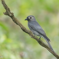 Ashy Drongo-181212-114ND500-FYP_4157-W.jpg
