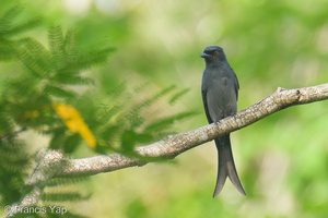 Ashy Drongo-211023-124MSDCF-FRY09229-W.jpg