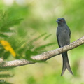 Ashy Drongo-211023-124MSDCF-FRY09229-W.jpg