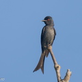 Ashy Drongo-230512-205MSDCF-FYP03519-W.jpg