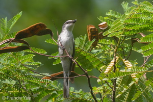 Ashy Minivet-151209-101EOS5D-FY5S7229-W.jpg