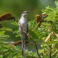 Ashy Minivet-151209-101EOS5D-FY5S7229-W.jpg