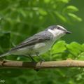 Ashy Minivet-220319-142MSDCF-FRY06758-W.jpg