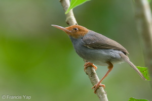 Ashy Tailorbird-220209-140MSDCF-FRY03880-W.jpg