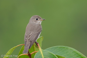 Asian Brown Flycatcher-191028-101MSDCF-FYP09590-W.jpg