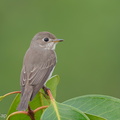 Asian Brown Flycatcher-191028-101MSDCF-FYP09590-W.jpg