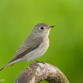 Asian Brown Flycatcher-191101-102MSDCF-FYP01707-W.jpg