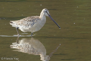 Asian Dowitcher-130911-110EOS1D-FY1X1456-W.jpg