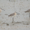 Asian Dowitcher-150921-102EOS7D-FY7D9488-W.jpg