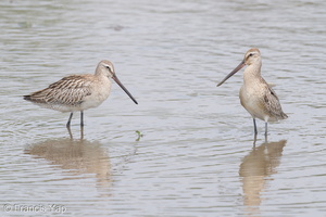 Asian Dowitcher-230903-208MSDCF-FYP01603-W.jpg