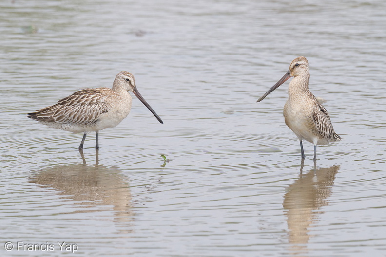 Asian_Dowitcher-230903-208MSDCF-FYP01603-W.jpg