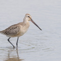 Asian Dowitcher-230903-208MSDCF-FYP01949-W.jpg