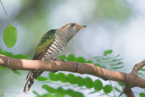 Asian Emerald Cuckoo-180103-107ND500-FYP_4009-W.jpg