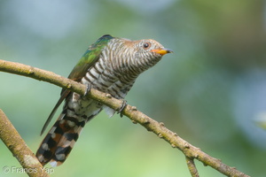 Asian Emerald Cuckoo-180103-107ND500-FYP_4394-W.jpg