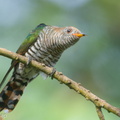 Asian Emerald Cuckoo-180103-107ND500-FYP_4394-W.jpg