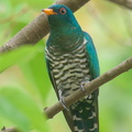 Asian Emerald Cuckoo-200323-113MSDCF-FYP04082-W.jpg