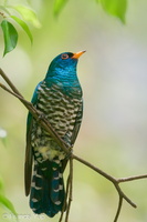 Asian Emerald Cuckoo-200403-114MSDCF-FYP09174-W.jpg