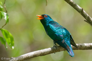 Asian Emerald Cuckoo-200403-114MSDCF-FYP09570-W.jpg