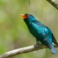 Asian Emerald Cuckoo-200403-114MSDCF-FYP09570-W.jpg