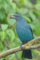 Asian Fairy-bluebird-171023-104ND500-FYP_9584-W.jpg