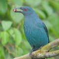 Asian Fairy-bluebird-171023-104ND500-FYP_9584-W.jpg