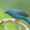 Asian Fairy-bluebird-171023-105ND500-FYP_0415-W.jpg