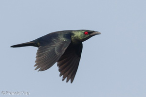 Asian Glossy Starling-160506-103EOS7D-FY7D9210-W.jpg