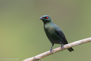 Asian Glossy Starling-171023-105ND500-FYP_0726-W.jpg