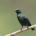 Asian Glossy Starling-171023-105ND500-FYP_0726-W.jpg
