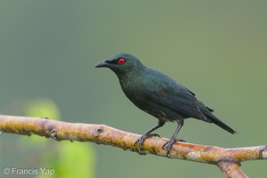 Asian Glossy Starling-190724-118ND500-FYP_7277-W.jpg
