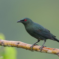 Asian Glossy Starling-190724-118ND500-FYP_7277-W.jpg