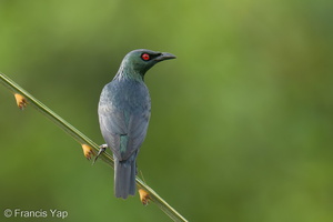 Asian Glossy Starling-220309-142MSDCF-FRY00899-W.jpg