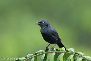 Asian Glossy Starling-250530-108FRYAP-FYA05380-W.jpg