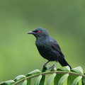 Asian Glossy Starling-250530-108FRYAP-FYA05380-W.jpg