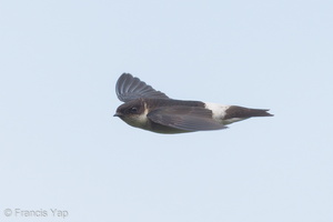 Asian House Martin-171020-104ND500-FYP_8753-W.jpg